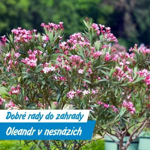 Když oleandr žloutne: Co mu vadí a jak ho zachránit