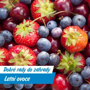 Úroda jako z pohádky