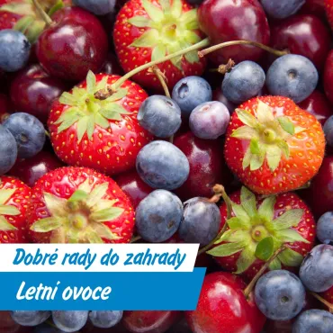 Úroda jako z pohádky