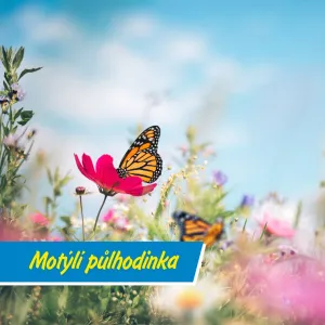 Darujte motýlům půlhodinu: pomůžete přírodě a užijete si barevnou podívanou