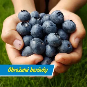 Borůvková sezóna na Šumavě: kouzlo i rizika