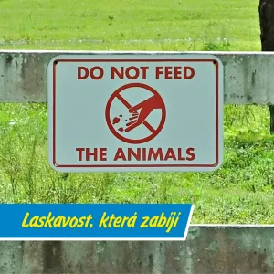 Sušenky, co zabíjí. Proč nesmíte krmit zvířata v zoo