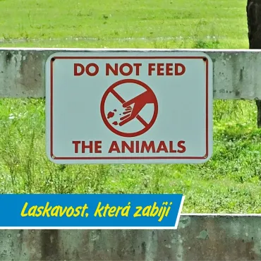 Sušenky, co zabíjí. Proč nesmíte krmit zvířata v zoo