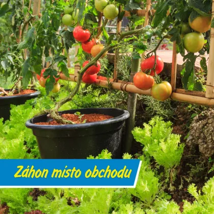 Zahrádkaření táhne nejen na venkově