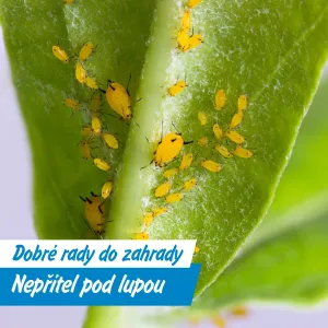Sviluška útočí! Neviditelný škůdce, který ničí vaše rostliny