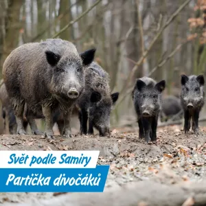 Když v lese potkáte divočáka: Neutíkejte, dělejte, že nejste