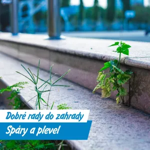 Vyžeňte plevel octem, sodou i horkou vodou!