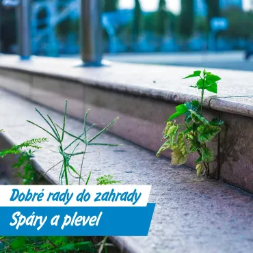Vyžeňte plevel octem, sodou i horkou vodou!