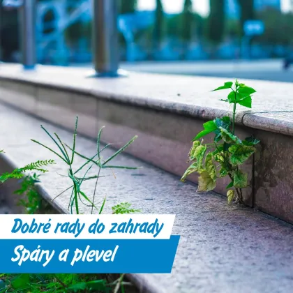 Vyžeňte plevel octem, sodou i horkou vodou!