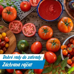 Zázračný trik, jak zachránit rajčata bez chemie