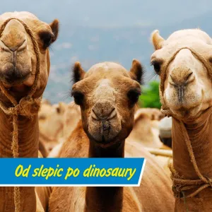 Vyškovský zoopark slaví jubileum