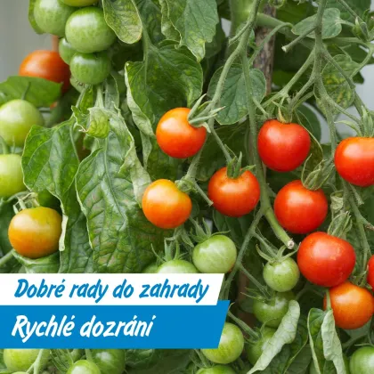 Jak přimět rajčata dozrát rychleji – triky ze zahrady i z kuchyně