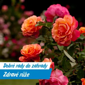 Mléčný elixír pro růže: jednoduchý trik pro bohaté květy