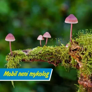 Houbaření podle mobilu? Riziková cesta!