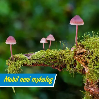Houbaření podle mobilu? Riziková cesta!