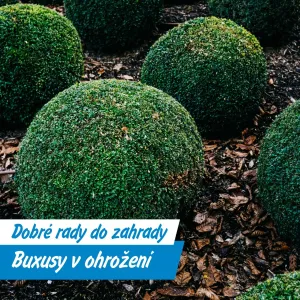 Chraňte své buxusy: Zavíječ útočí podruhé