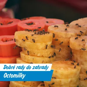 Octomilky už si na vás nepřijdou: jednoduchý trik, jak je vyhnat z kuchyně