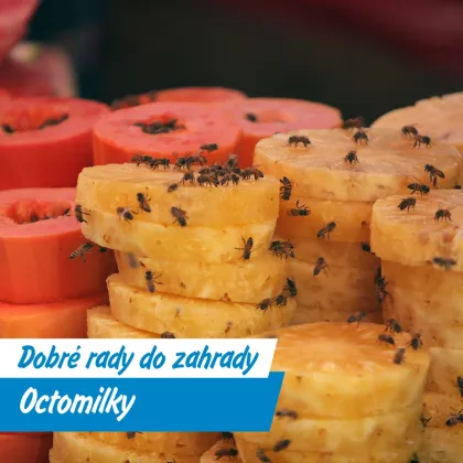 Octomilky už si na vás nepřijdou: jednoduchý trik, jak je vyhnat z kuchyně
