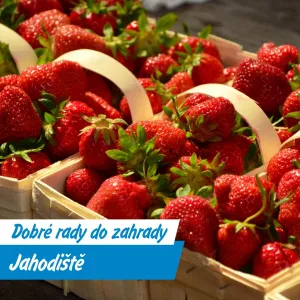 Letní výprodej v BauMaxu a srpnová rada do zahrady: založte si nové jahodiště