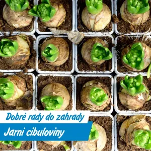 Srpen patří jarním cibulovinám: co zasadíte teď, pokvete už na jaře