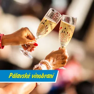 Blíží se vinobraní na Pálavě!