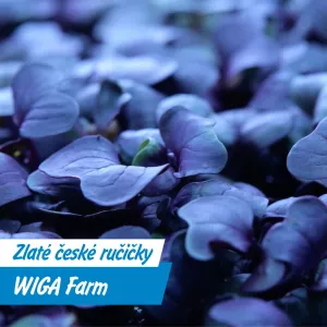 Vertikální farma v centru Prahy: Bylinky i exotické houby přímo z Jindřichské ulice