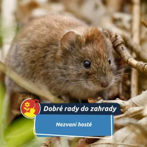 Myši a hraboši hledají útočiště
