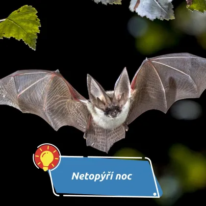 Zažijte noc s netopýry