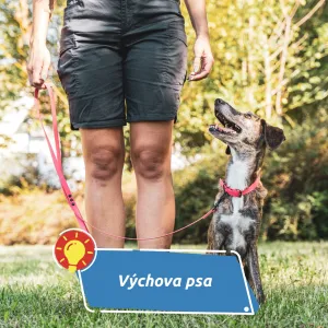 Za útok psa může vždy majitel. Výchova je základní klíč k bezpečnému soužití