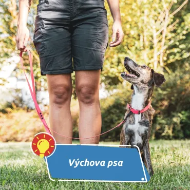 Za útok psa může vždy majitel. Výchova je základní klíč k bezpečnému soužití