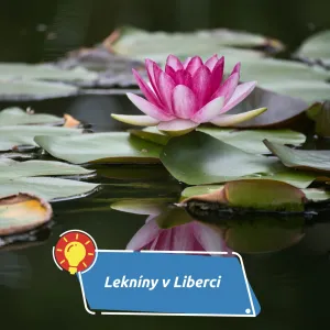 Leknínové království v Liberci: zahrada, která vypráví