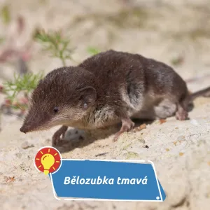 Vědci mapují nového savce v Česku. Bělozubka tmavá se objevila na Chebsku