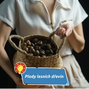 Podzimní sběr: žaludy a kaštany pomáhají lesům i zvěři