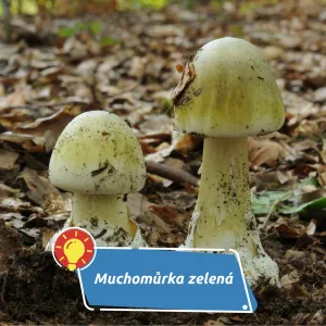 Lesy jsou plné houbařů. Rostou i ty nejnebezpečnější houby včetně muchomůrky zelené