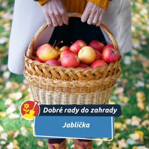 Nenechte jablíčka hnít – mohou šířit choroby po celé zahradě