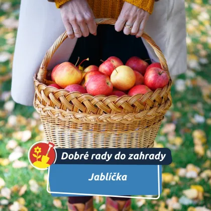 Nenechte jablíčka hnít – mohou šířit choroby po celé zahradě