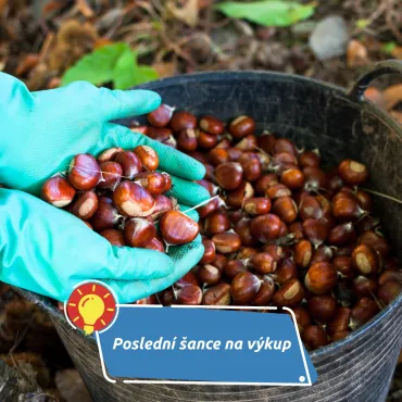 Poslední šance pro sběrače — výkup lesních plodů u Karlových Varů končí 7. listopadu