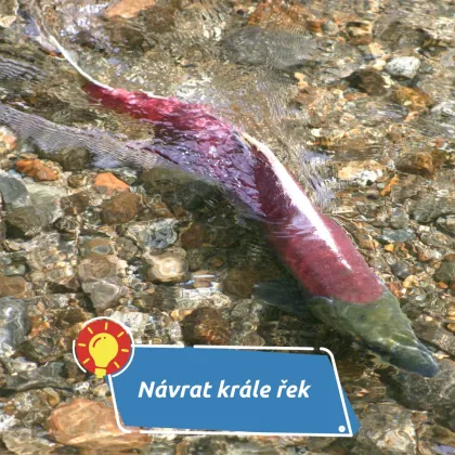 Losos znovu pluje českými vodami