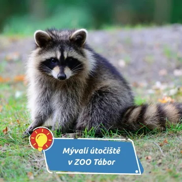 Táborská zoo dál zachraňuje mývaly. Nejnovější přírůstek dorazil z Olomoucka