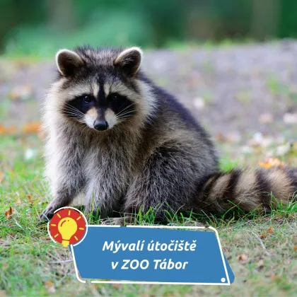 Táborská zoo dál zachraňuje mývaly. Nejnovější přírůstek dorazil z Olomoucka