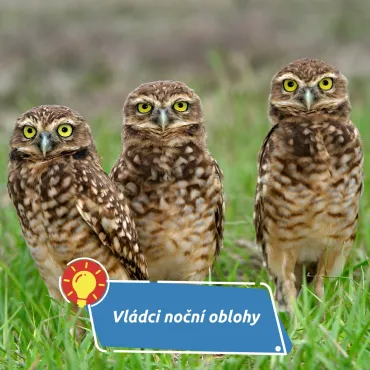 Strašidelná noc ve Vlašimi: ParaZOO zve na večerní výpravu mezi sovy