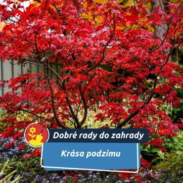 Podzim, který kvete: Zahrada plná barev i po první jinovatce