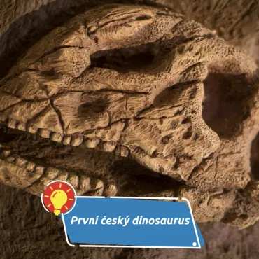 Nález, který začal obyčejnou procházkou