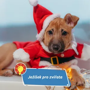 Ježíšek pro přírodu: Vánoční dárek, který opravdu pomáhá