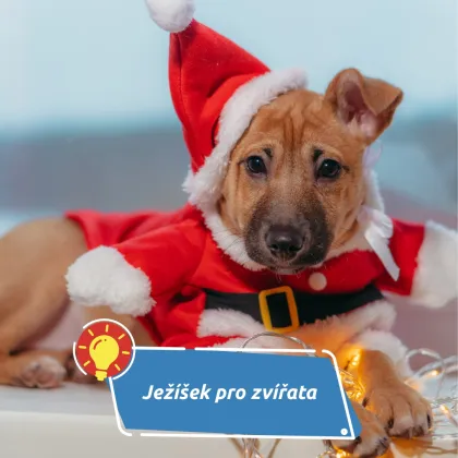 Ježíšek pro přírodu: Vánoční dárek, který opravdu pomáhá