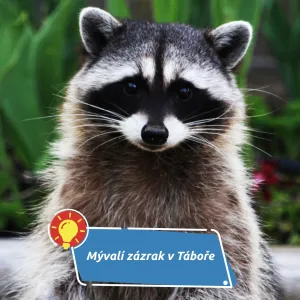 Mývalí království v Táboře: ZOO, která má povolené zázraky