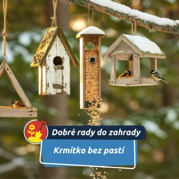 Bezpečné krmení ptáčků: Jak jim v zimě opravdu pomoci