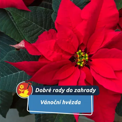 Vánoční hvězda nemusí skončit po svátcích. Dá se pěstovat i celý rok