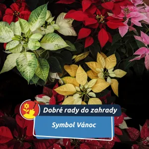 Vánoční hvězda patří k Vánocům