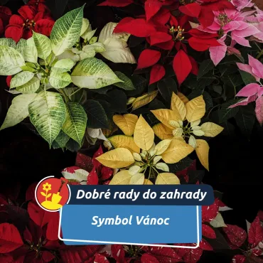 Vánoční hvězda patří k Vánocům